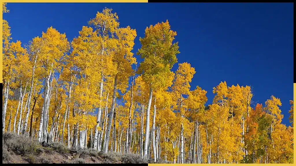native tree view